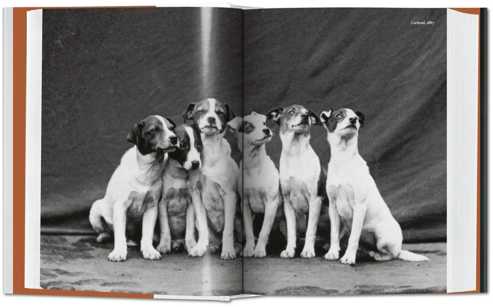 Taschen Books - The Dog in Photography 1839–Today